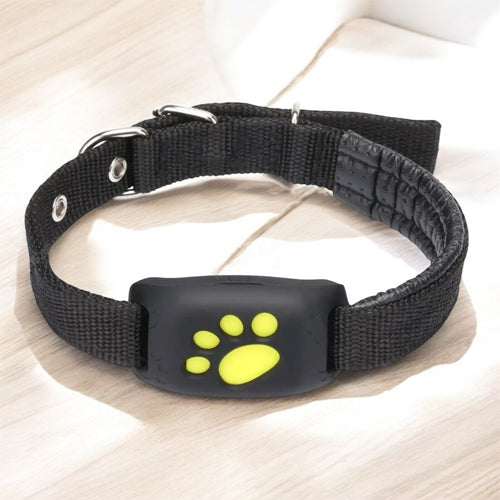 collier gps pour chien